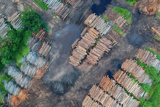 deforestation3
