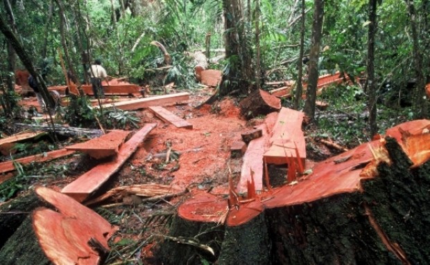 deforestation4