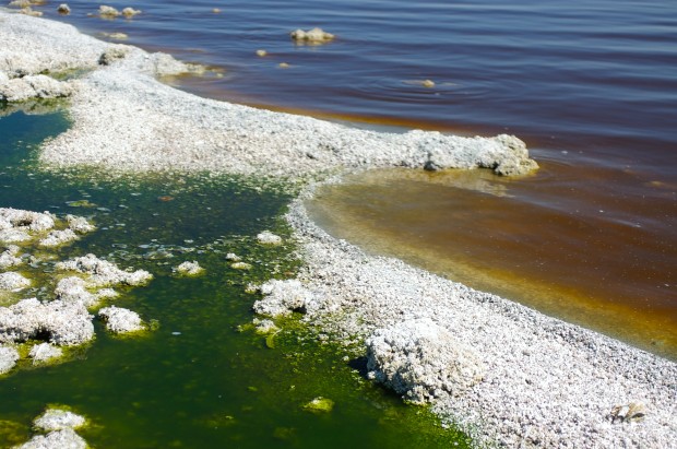 salton_sea5