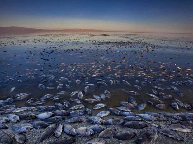 salton_sea6