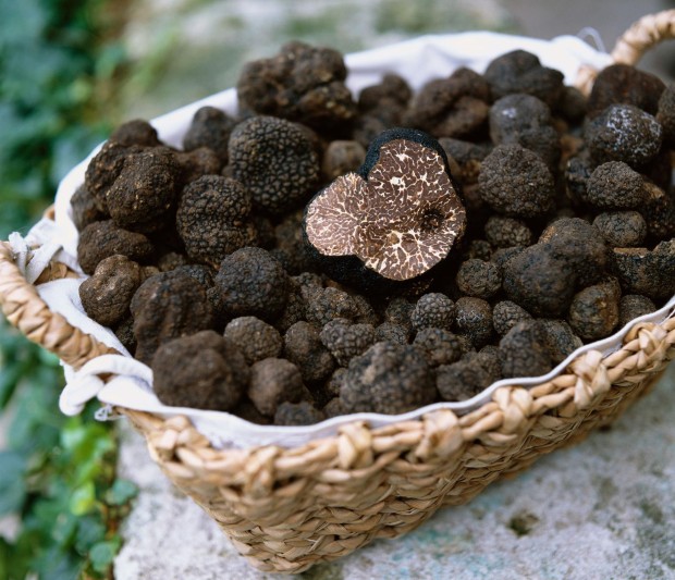 truffles1
