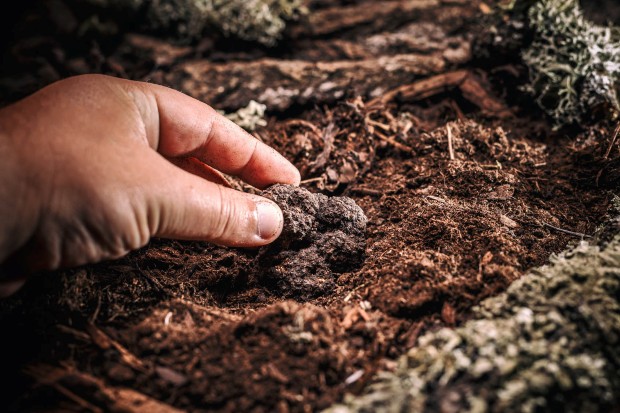 Black truffle