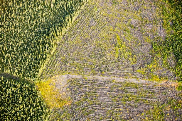 Boreal forest trees clear felled to make way for a new tar sands