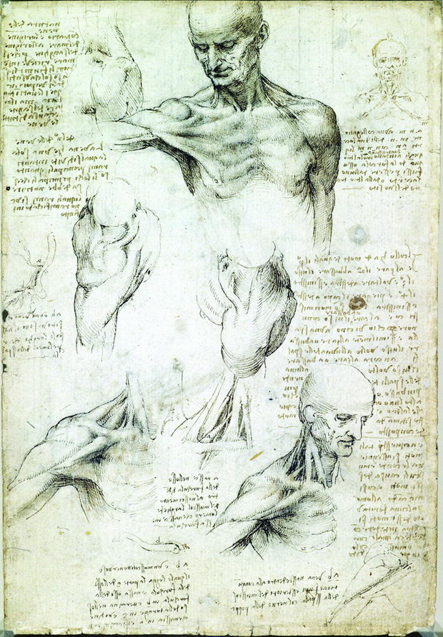 Recto: The superficial anatomy of the shoulder and neck. Verso: