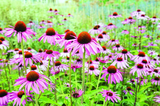 Echinacea Meadow