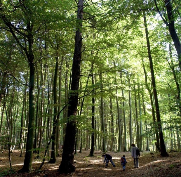 wald1
