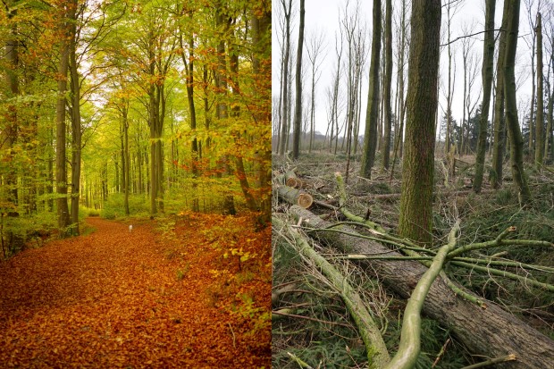 wald2