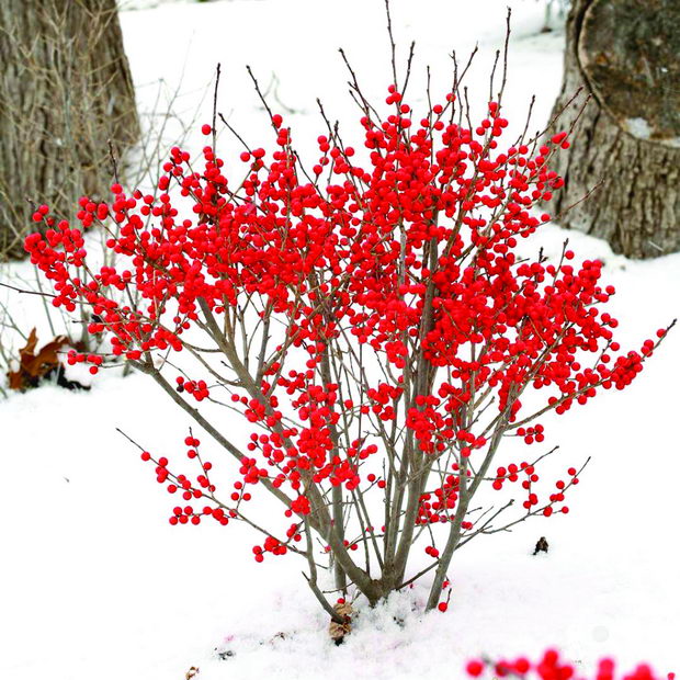 ilex winter