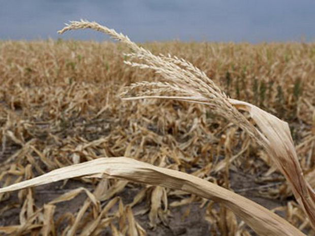 Dry stalks of corn ravaged by drought in Kansas, August 2012