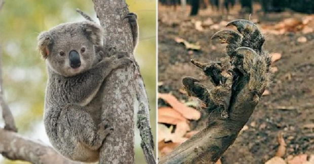 koala1