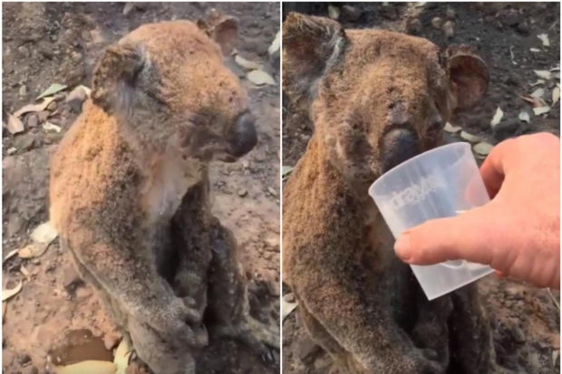 koala2