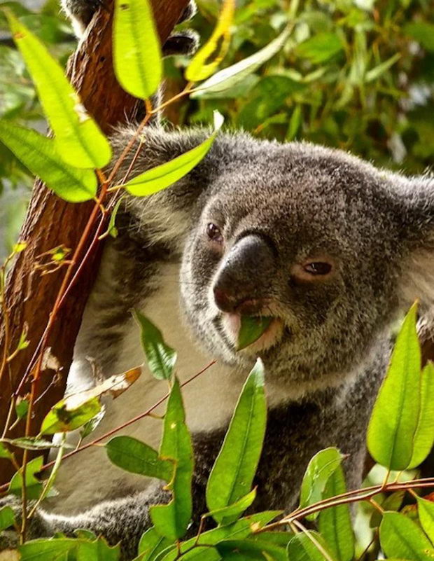 koala