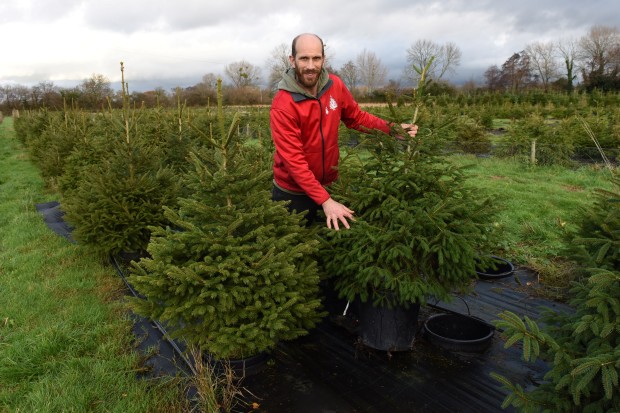 CHRISTMAS TREE RENTAL
