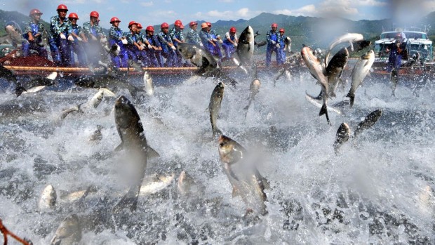 overfishing1