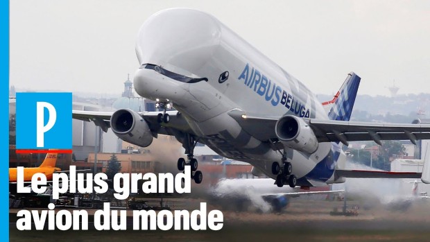 belugaXL3
