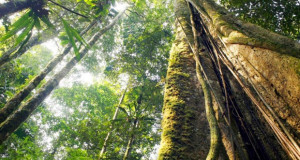 Вештачката интелигенција во заштита на шумите