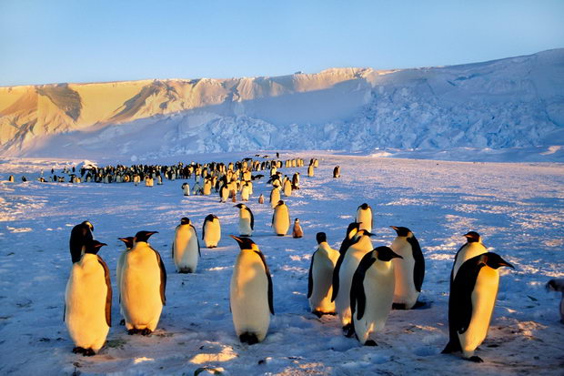 Emperor penguin colony, Antarctica