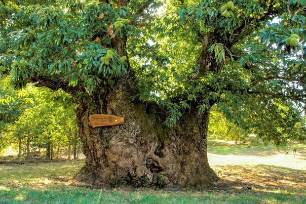 tree1