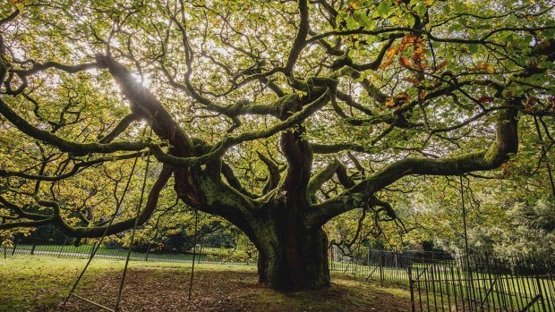 tree3
