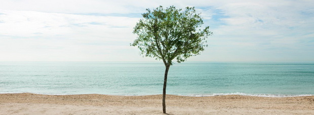 Tree planted in sand on beach