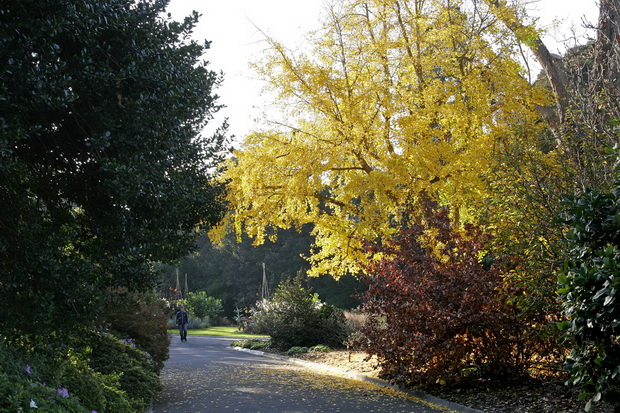 Melb_botanical_gardens_resize