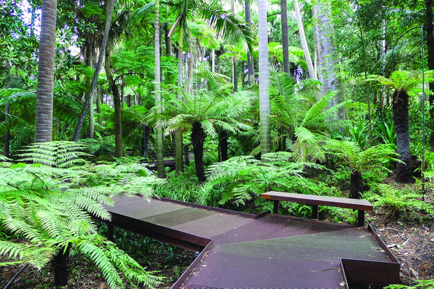 Royal_Botanic_Gardens_Melbourne_Fern_Gully_2017_resize