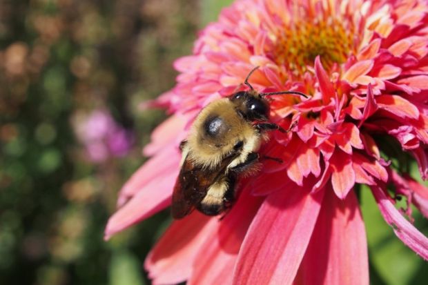 Bumblebee collecting pollen on a Zinnia elegans, Ottawa, Ontario, Canada.