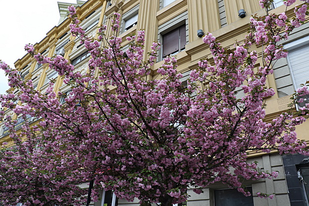 IMG_20200414_080915_resize