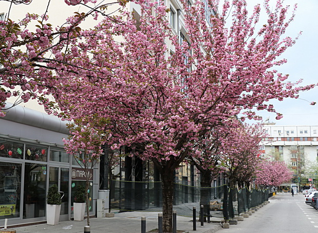 IMG_20200414_081027_resize