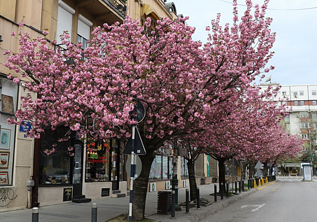 IMG_20200414_081115_resize