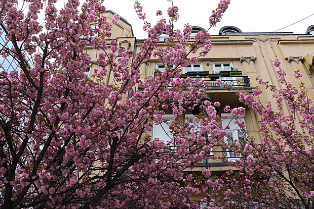 IMG_20200414_081252_resize
