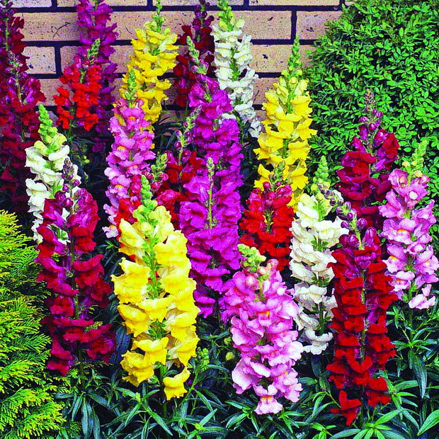 hortikultura5_resize