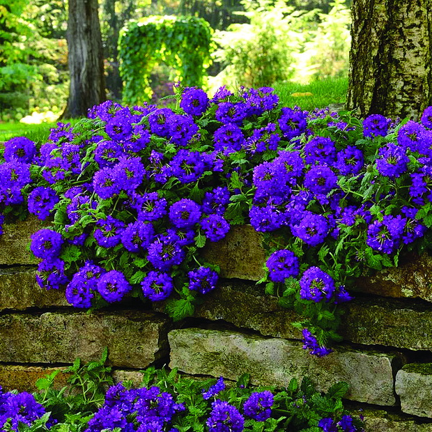 hortikultura6_resize
