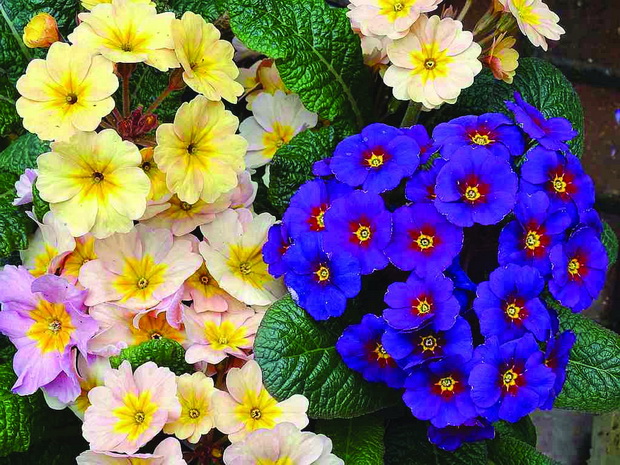 hortikultura7_resize