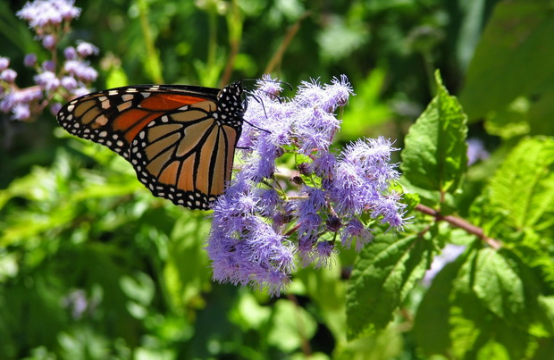 ageratum1_resize