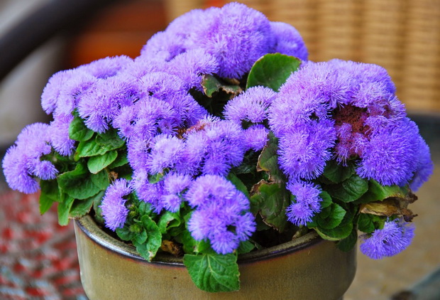 ageratum_resize