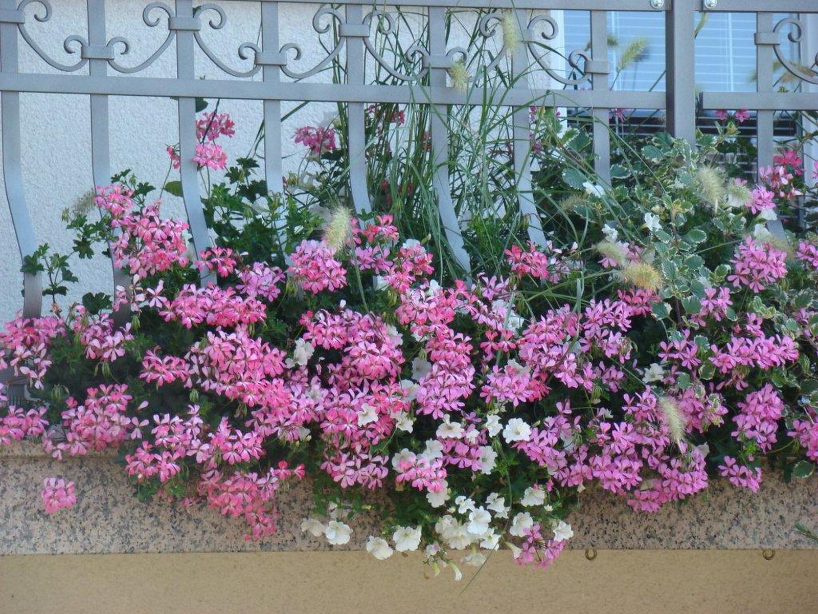 angelonija