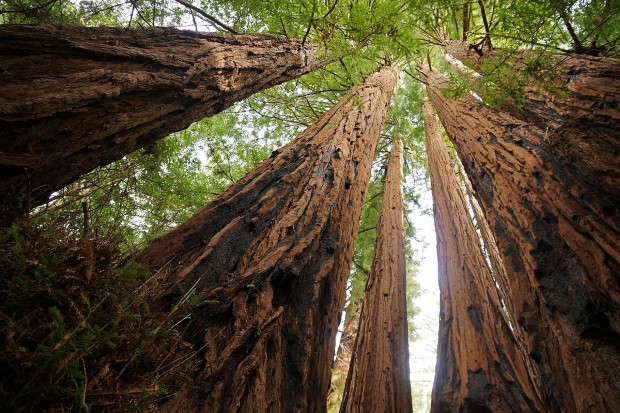 forest1