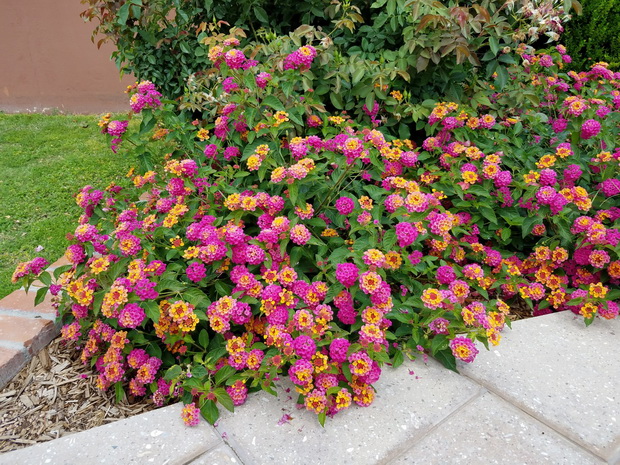 lantana1_resize