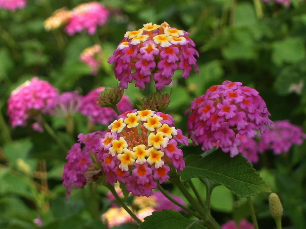 lantana2_resize
