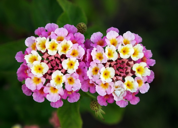 lantana_resize