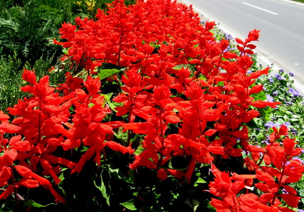 ognena zalfija_resize