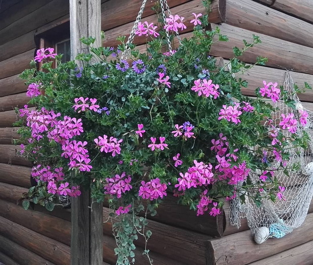 skevola_resize
