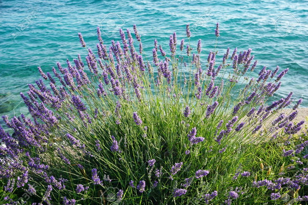 Mediterranean lavender bush with turquoise sea in the background