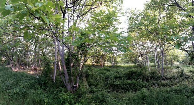 11_resize