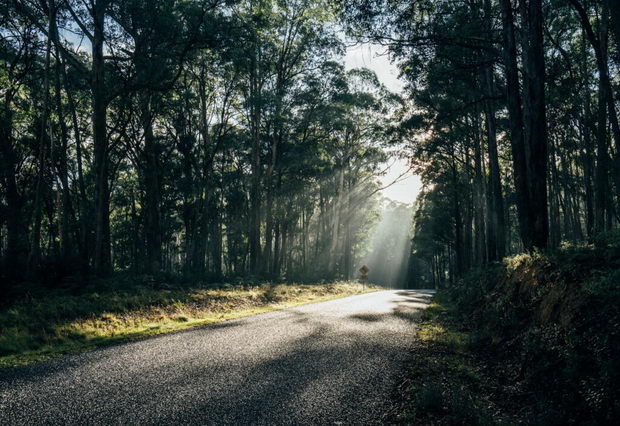 Sunshine over trees and road in remote woods Australia