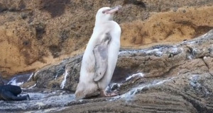 На Галапагос пронајден редок бел пингвин (ВИДЕО)