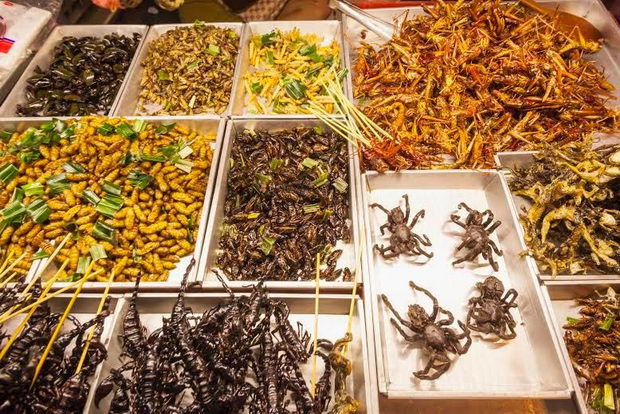 insekti1