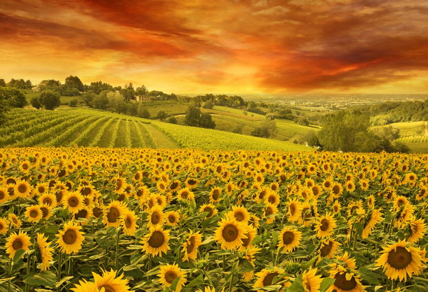 2_resize