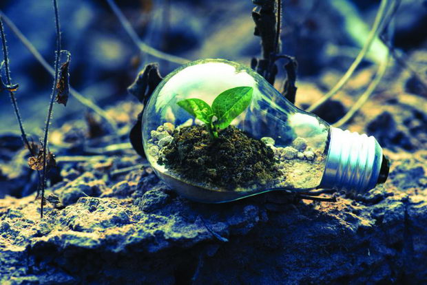 clear-light-bulb-planter-on-gray-rock-1108572-1024x683